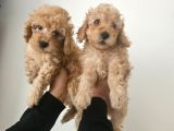 Orjinal Toy Poodle Yavrular