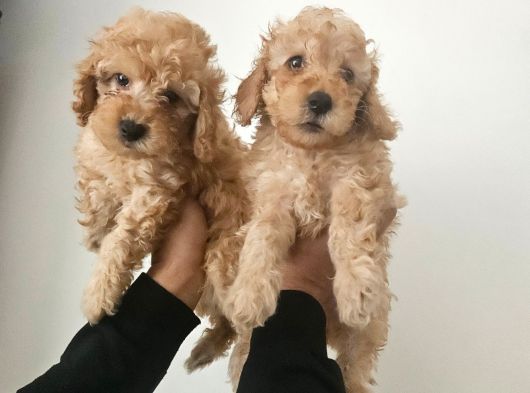 Orjinal Toy Poodle Yavrular görsel
