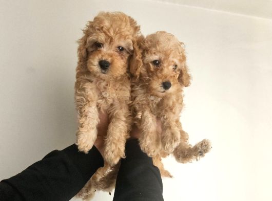 Orjinal Toy Poodle Yavrular görsel
