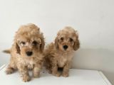 Orjinal Toy Poodle Yavrular