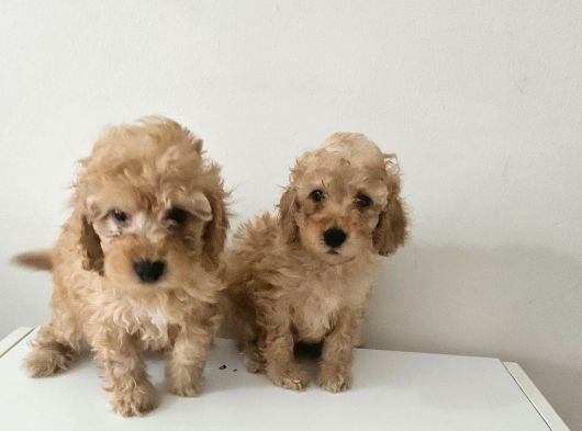 Orjinal Toy Poodle Yavrular görsel