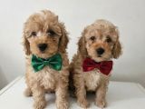 Orjinal toy poodle yavrular