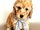 Orjinal Toy Poodle Yavrular