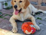 7 Aylık Sevgi Dolu Golden Retriever Ömürlük Yuva Arıyor