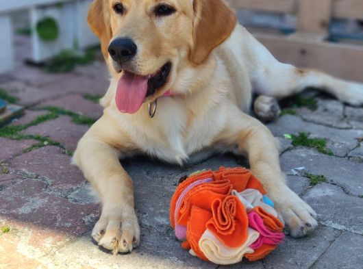 7 Aylık Sevgi Dolu Golden Retriever Ömürlük Yuva Arıyor görsel