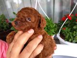 Red Ve Dark Brown Renk Kore Tea Cup Yavrular