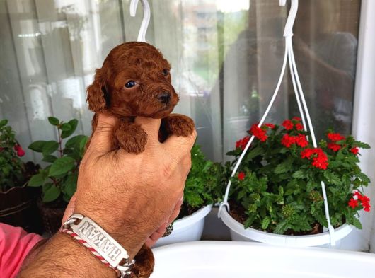 Red Ve Dark Brown Renk Kore Tea Cup Yavrular