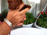 Red Ve Dark Brown Renk Kore Tea Cup Yavrular