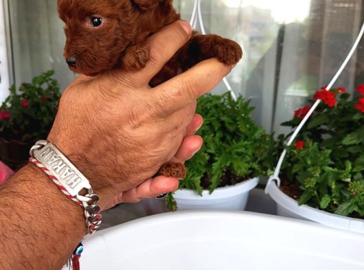 Red Ve Dark Brown Renk Kore Tea Cup Yavrular görsel