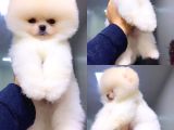Orjinal Pomeranian Boo yavrular