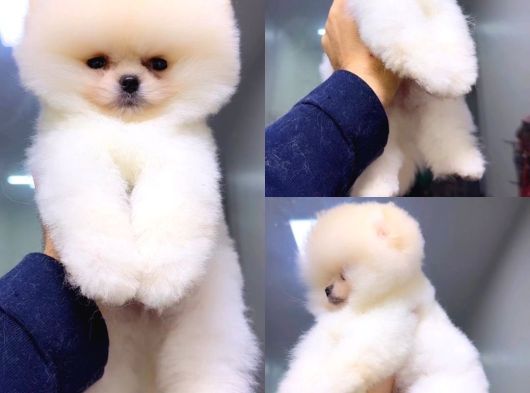 Orjinal Pomeranian Boo Yavrular