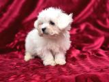 Safkan Maltese Terrier Bebekler