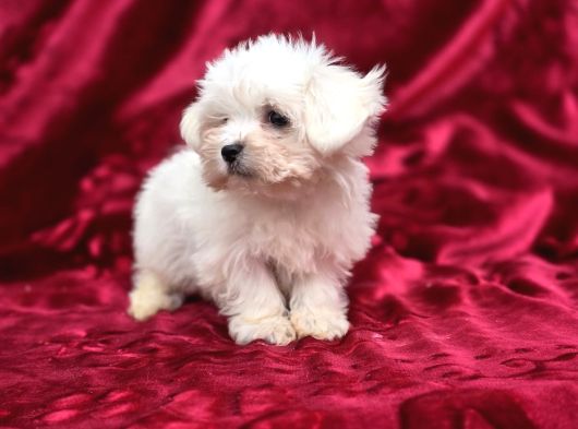 Safkan Maltese Terrier Bebekler görsel