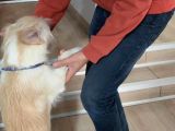 Ücretsiz Terrier Yuva Arıyor