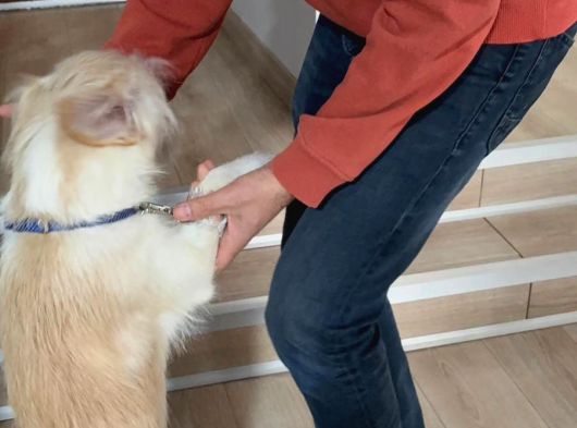 Ücretsiz Terrier Yuva Arıyor görsel
