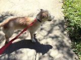 Ücretsiz Terrier Yuva Arıyor