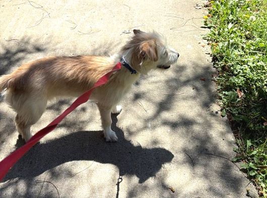 Ücretsiz Terrier Yuva Arıyor görsel