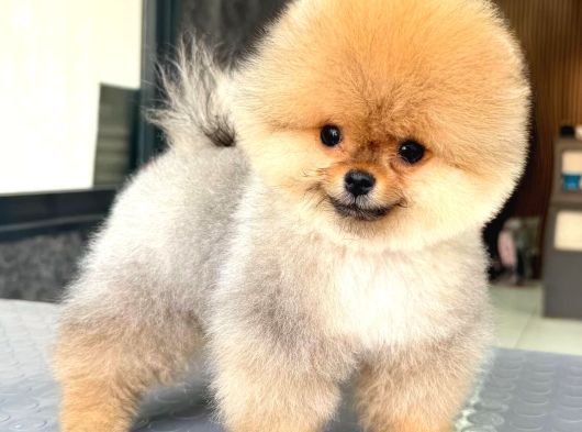 Oranj Boo Pomeranian Yavrular görsel