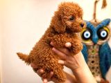Safkan Red Toy Micro Poodle Yavruları Sağlıklı Aşılı