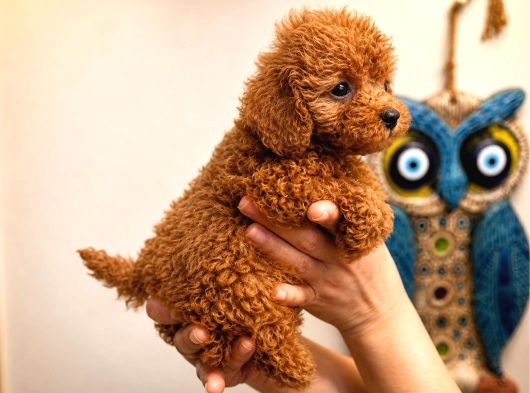 Safkan Red Toy Micro Poodle Yavruları Sağlıklı Aşılı görsel