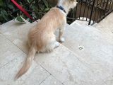 Ücretsiz Terrier Yuva Arıyor