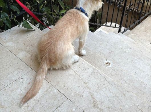 Ücretsiz Terrier Yuva Arıyor görsel