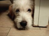 Ücretsiz Terrier Yuva Arıyor