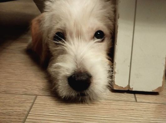 Ücretsiz Terrier Yuva Arıyor görsel