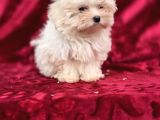 Safkan Maltese Terrier Bebekler