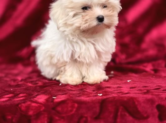 Safkan Maltese Terrier Bebekler görsel