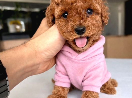 Kore Toypoodle Kardeşler görsel