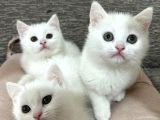 Mükemmel Güzellikte Beyaz British Shorthair Yavrularımız