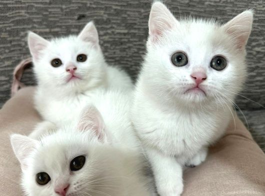 Mükemmel Güzellikte Beyaz British Shorthair Yavrularımız görsel