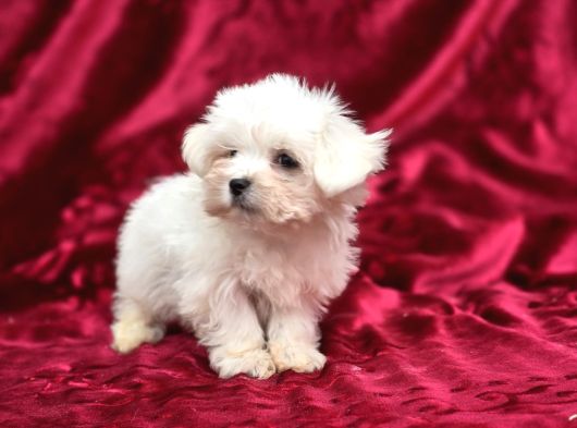 Safkan Maltese Terrier Bebekler görsel