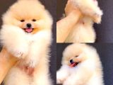 Orjinal Pomeranian Boo Yavrular