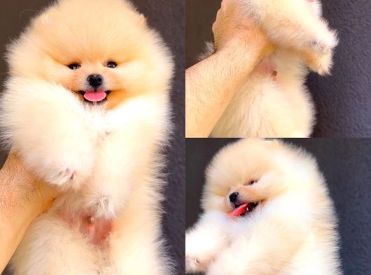 Orjinal Pomeranian Boo Yavrular görsel