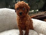 Toy Poodle Yavrularımız