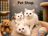 Mükemmel güzellikte beyaz british shorthair yavrularımız