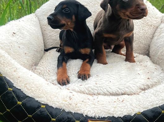 Ki̇ng Doberman Yavrularimiz görsel