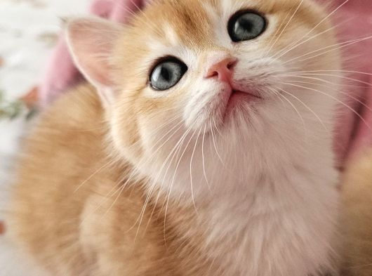 Safkan Golden British Shorthair görsel