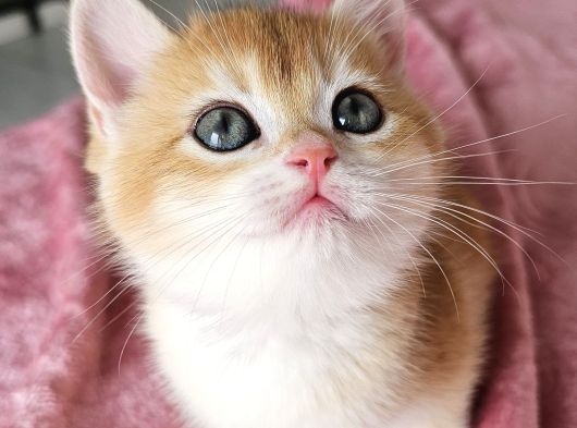 Safkan Golden British Shorthair