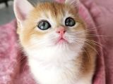 SAFKAN GOLDEN BRITISH SHORTHAIR