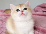 Safkan Golden British Shorthair