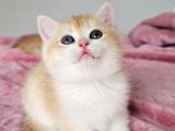 Safkan Golden British Shorthair