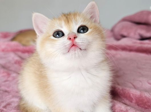 Safkan Golden British Shorthair görsel