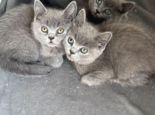 Sağlıklı British Shorthair Yavrularımız