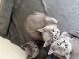 Sağlıklı British Shorthair Yavrularımız