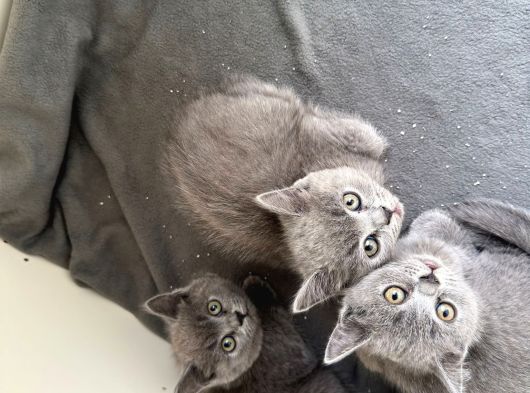 Sağlıklı British Shorthair Yavrularımız görsel