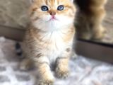 British shorthair scotish longhair yavrularımız