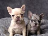 Exotic Özel Micro French Bulldog Yavrularımız